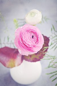 ranunculus, flower, blossom-1322473.jpg